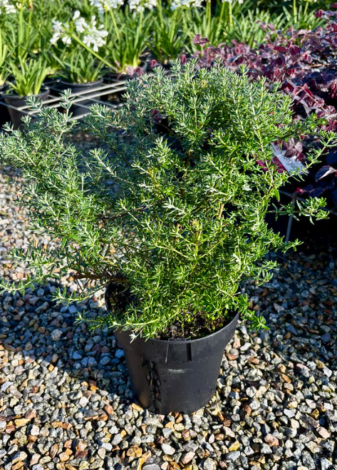 Westringia fruticosa 'Jervis Gem'