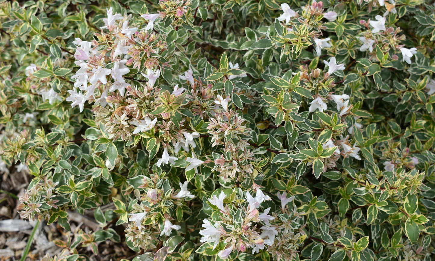 Abelia ‘Sparkling Silver’