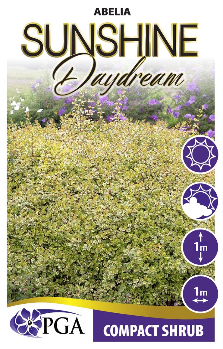 Abelia ‘Sunshine Daydream’