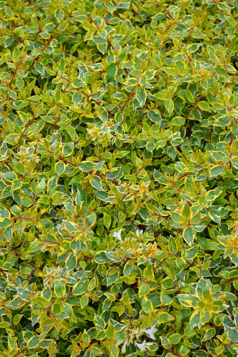 Abelia ‘Sunshine Daydream’
