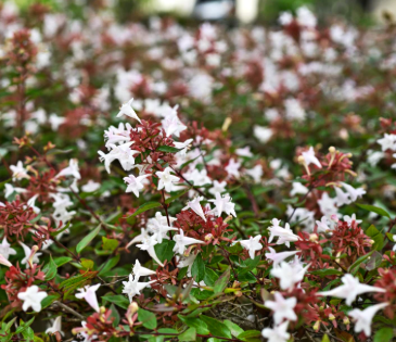 Abelia grandiflora Nana