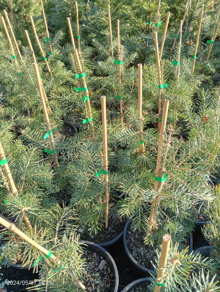 Abies concolor