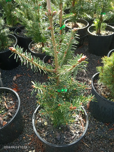 the plant broker
