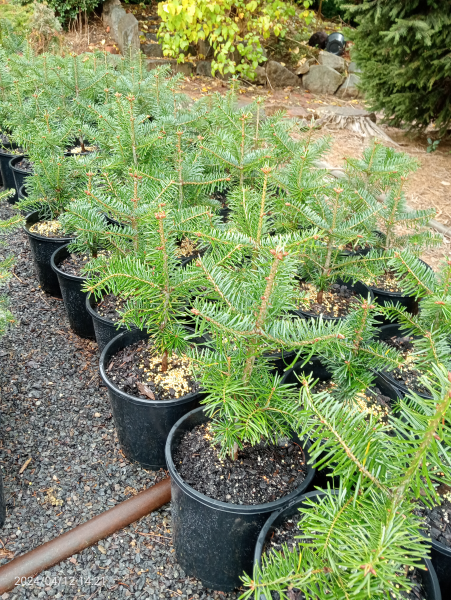 the plant broker