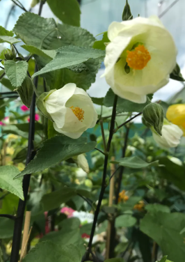 the plant broker