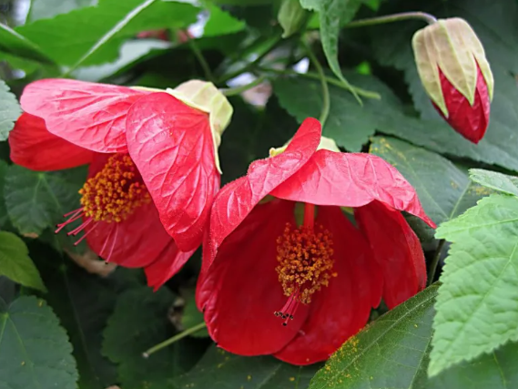 Abutilon Lucky Lantern Red