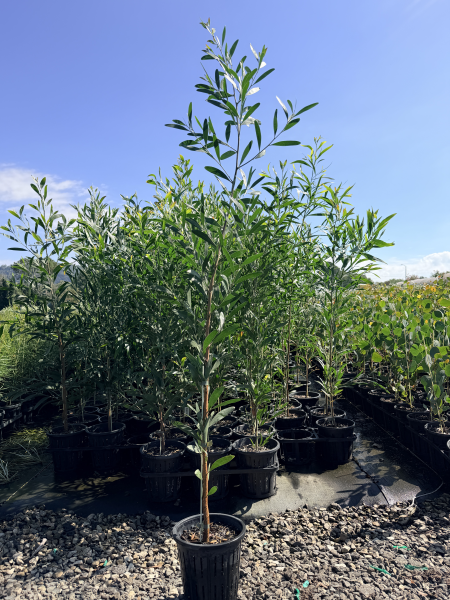 Acacia melanoxylon