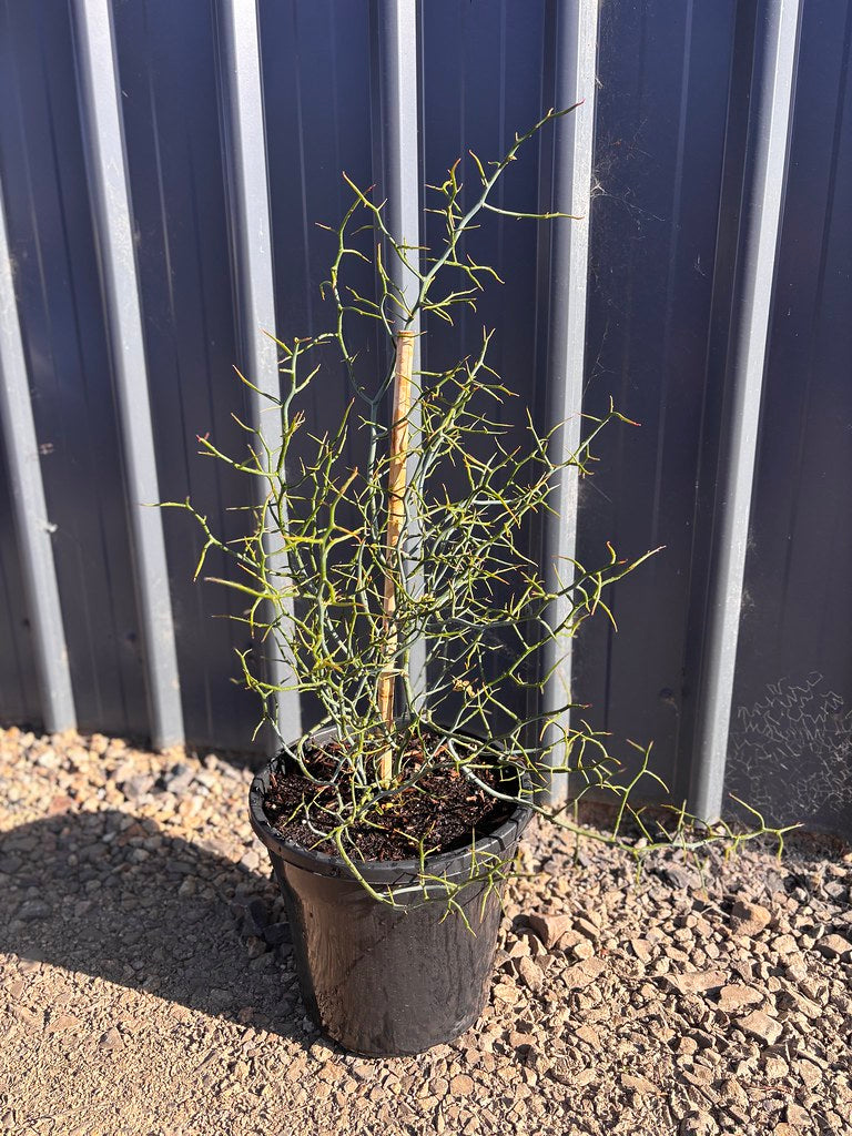 Acacia aphylla