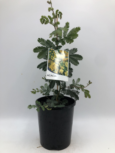 Acacia baileyana