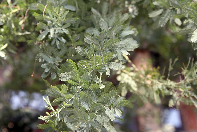 Acacia baileyana Purpurea