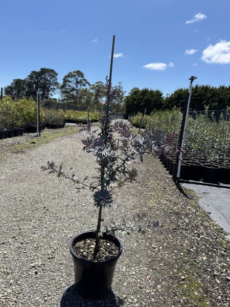 Acacia baileyana Purpurea