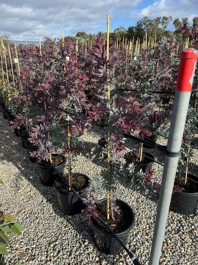 Acacia baileyana Purpurea