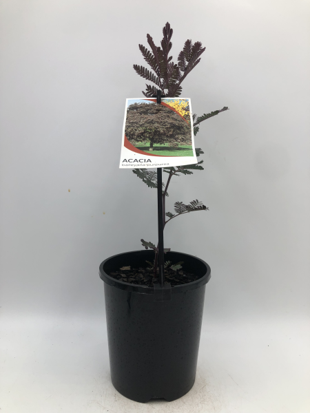 Acacia baileyana Purpurea