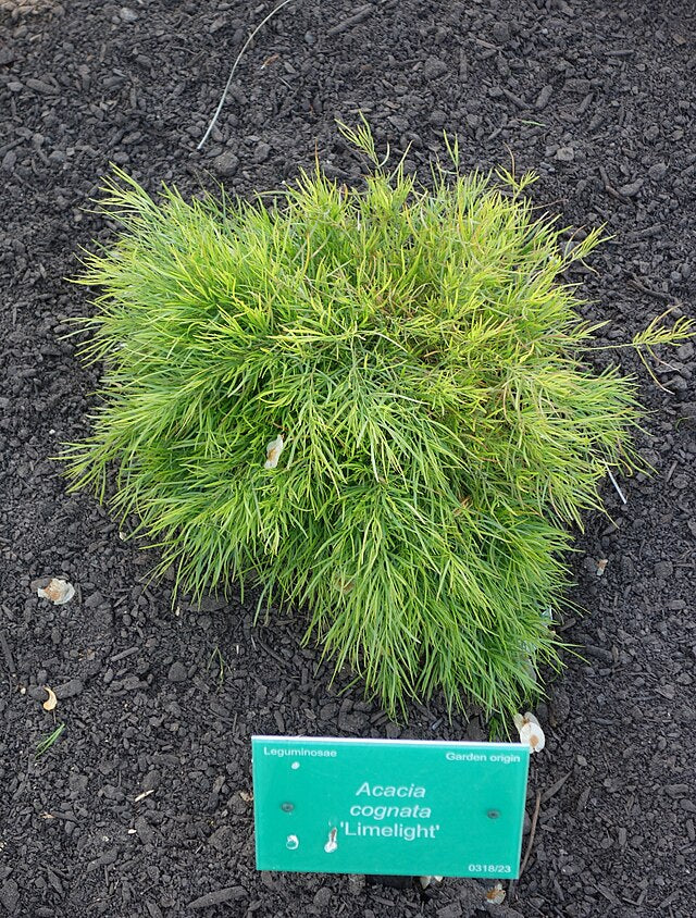 Acacia cognata Limelight