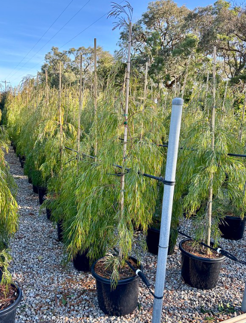 Acacia cognata 'Copper Tips'