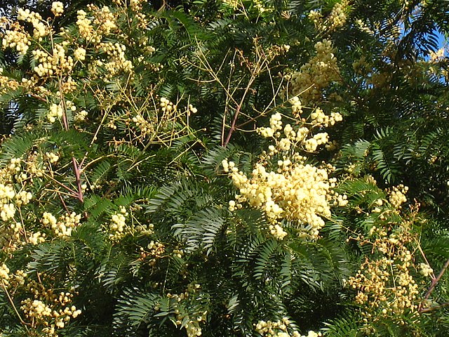 Acacia elata