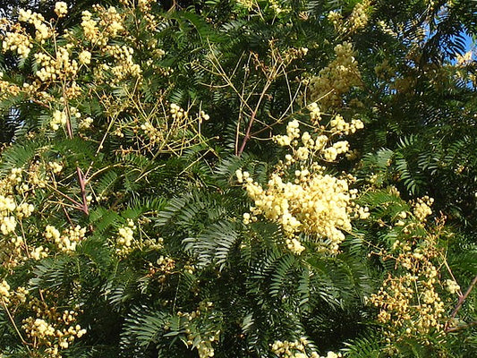 Acacia elata