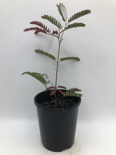 the plant broker