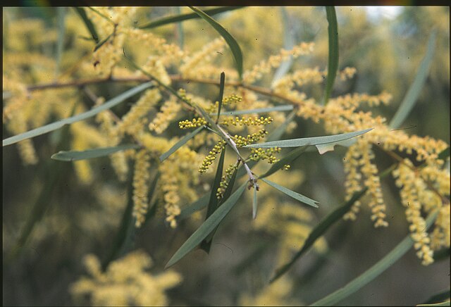 Acacia floribunda