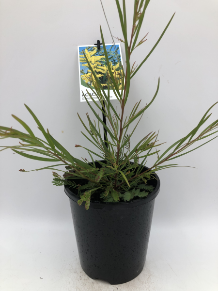 Acacia floribunda