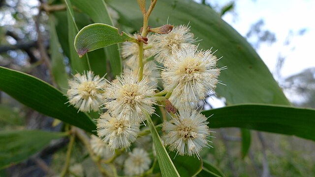 Acacia implexa