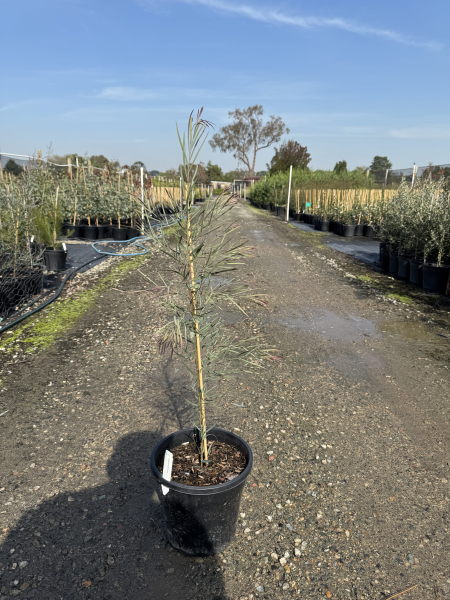 Acacia iteaphylla