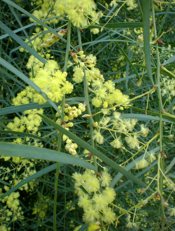 Acacia iteaphylla