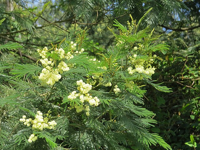 Acacia mearnsii