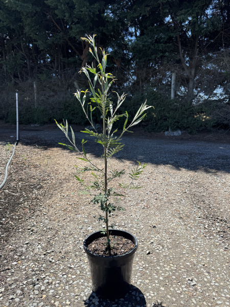 Acacia melanoxylon
