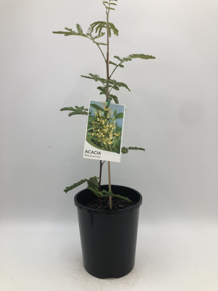Acacia melanoxylon