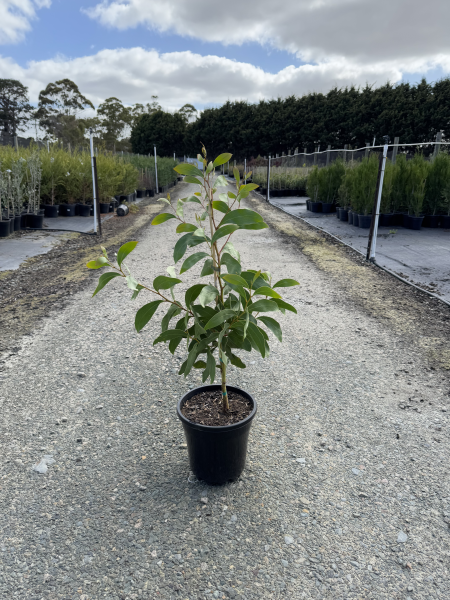 Acacia pycnantha