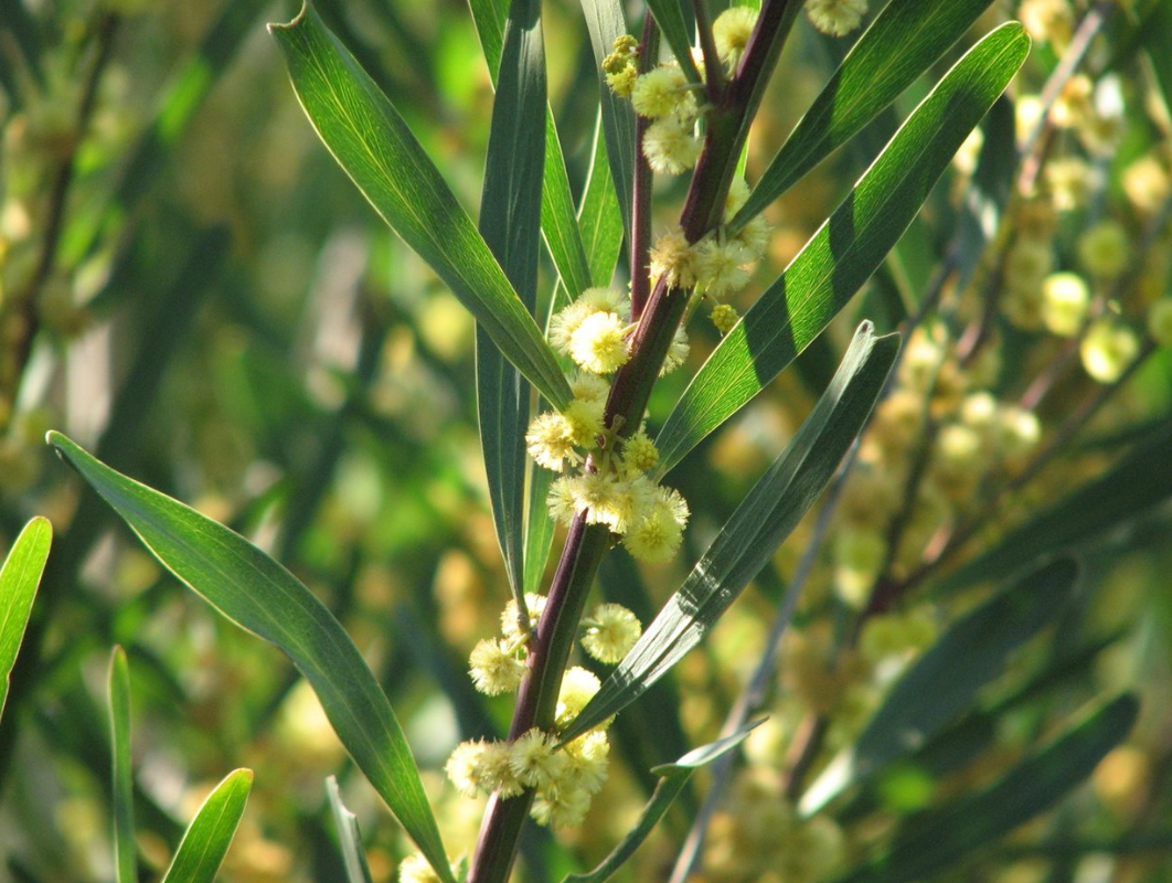 Acacia stricta