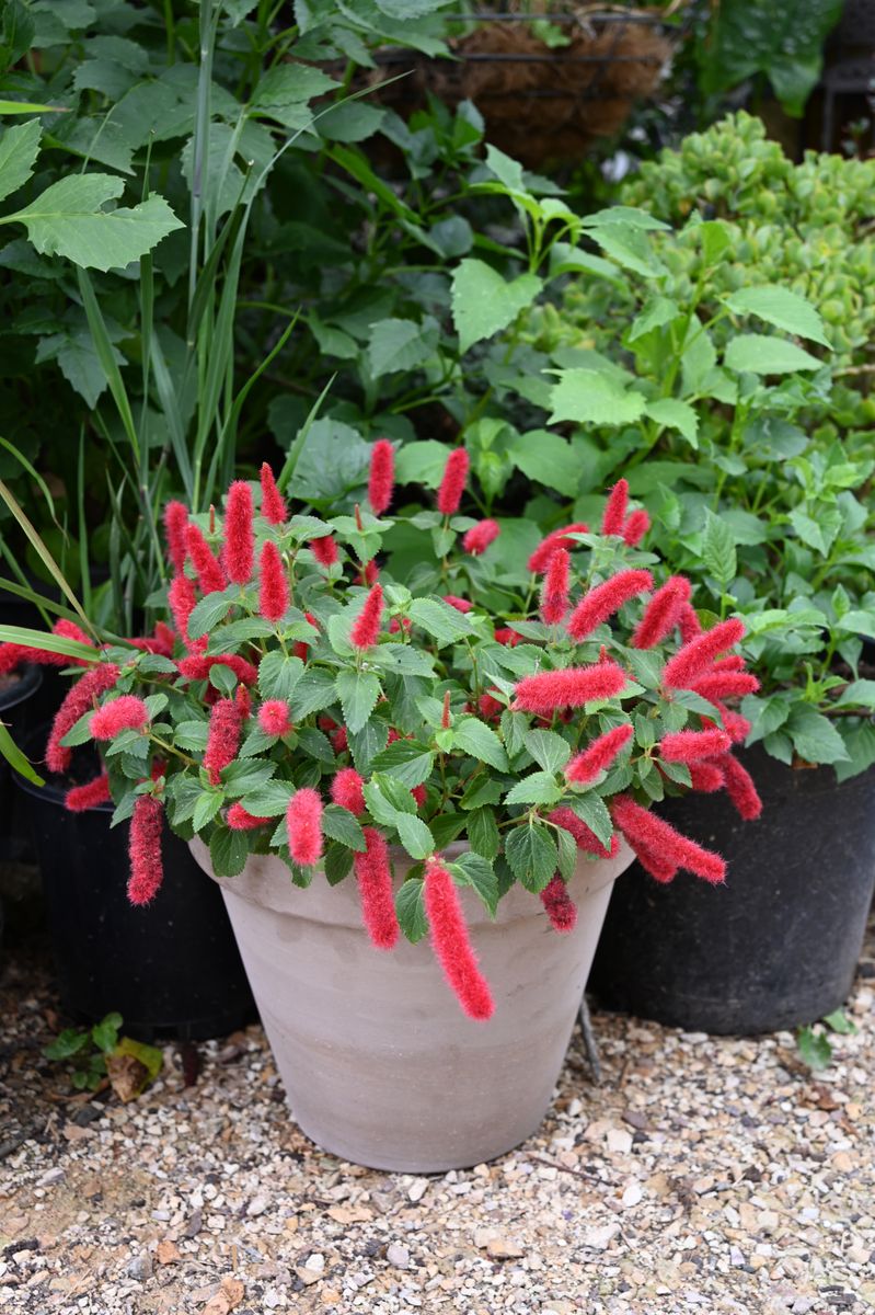 Acalypha ‘Stephie’