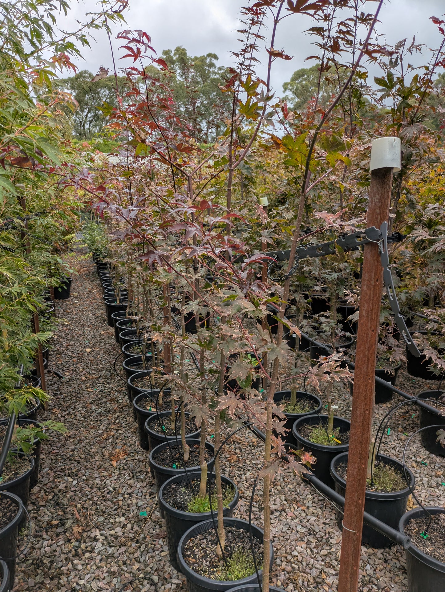 Acer palmatum 'Bloodgood'