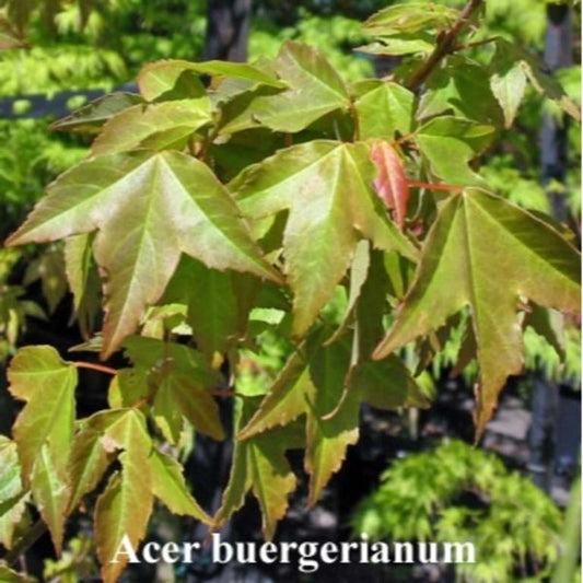 Acer buergerianum
