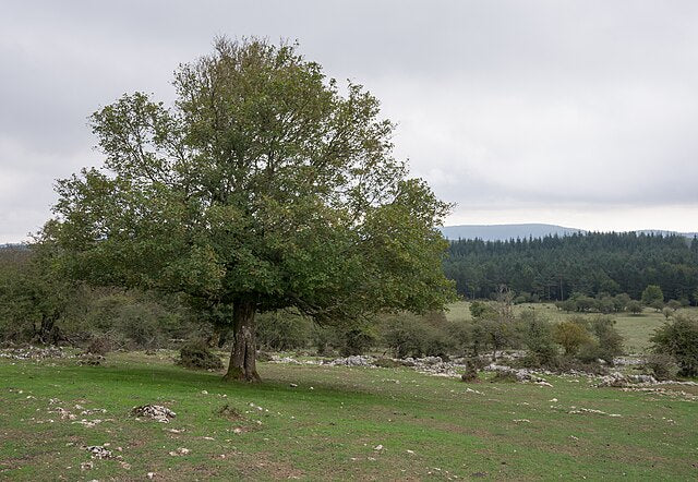 Acer campestre