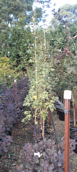 Acer campestre Evelyn – The Plant Broker - Main Image