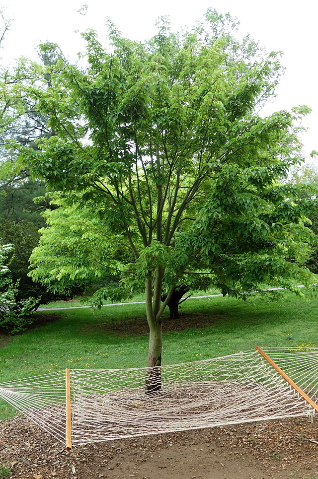Acer davidii