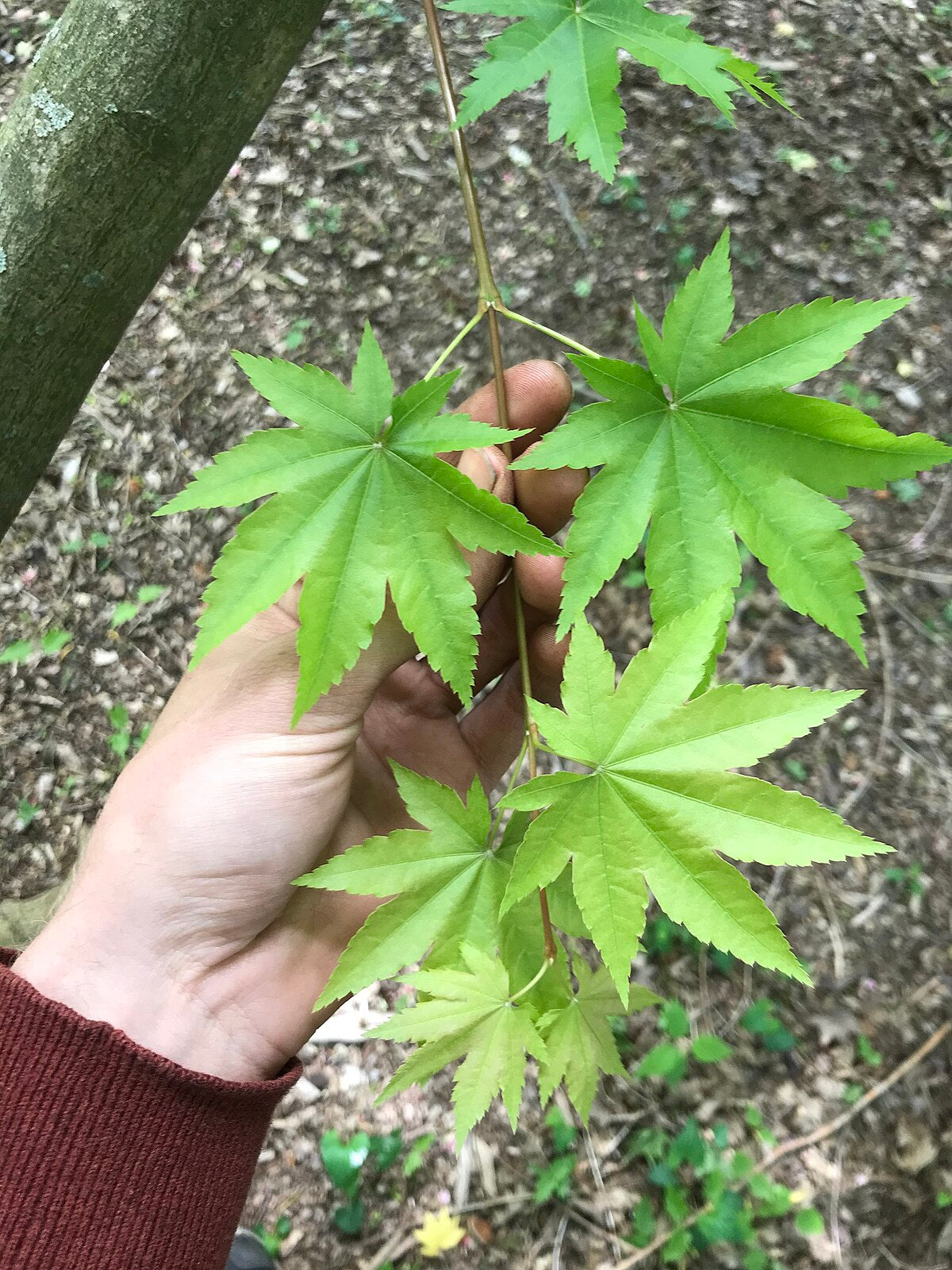 the plant broker