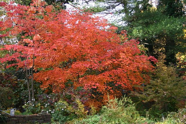 Acer japonicum Aconitifolium