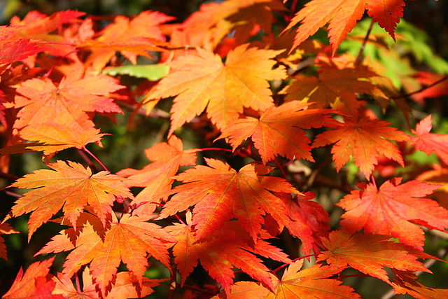 Acer japonicum Vitifolium