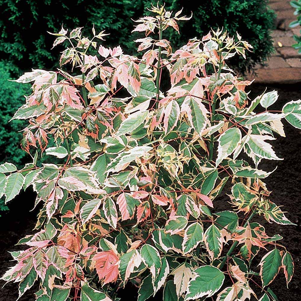 Acer negundo Flamingo