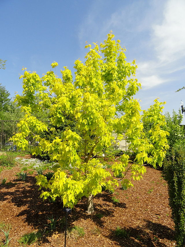 Acer negundo Kellys Gold