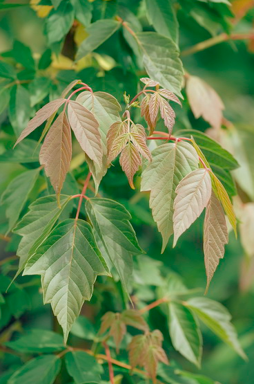 Acer negundo Sensation