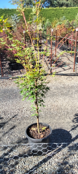 Acer palmatum Aka Kawa Hime