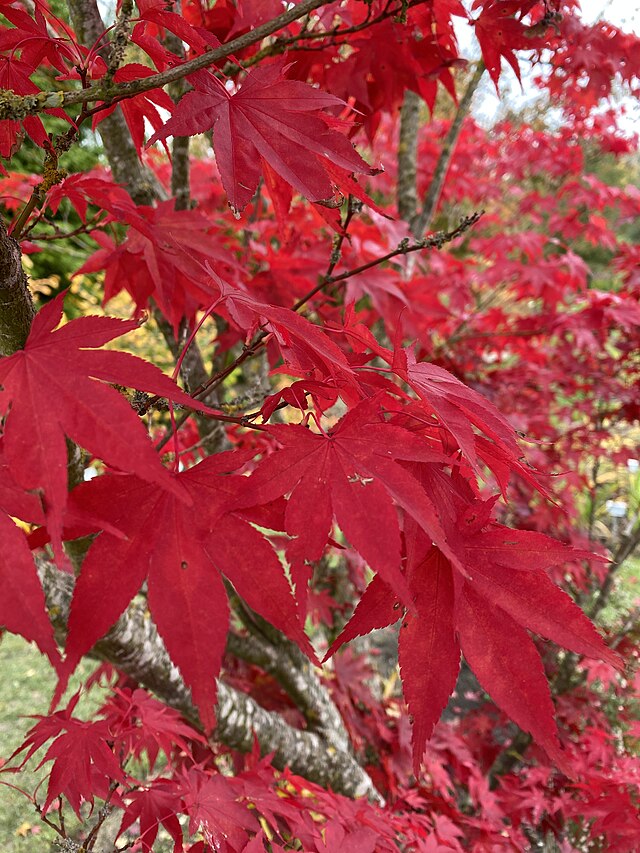 Acer palmatum Atropurpureum
