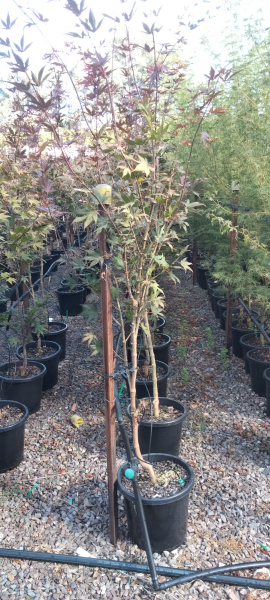 the plant broker