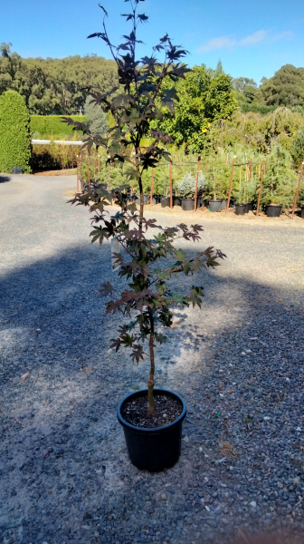 Acer palmatum 'Bloodgood'