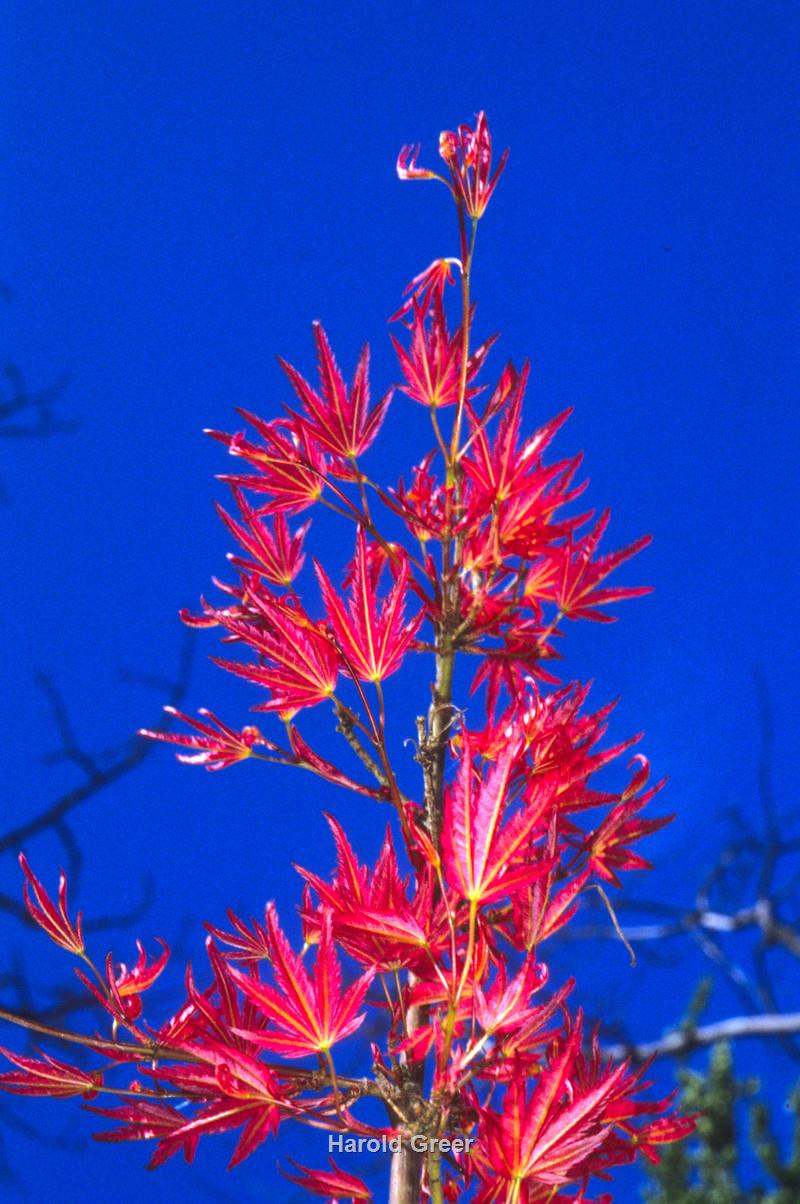 Acer palmatum Bonfire