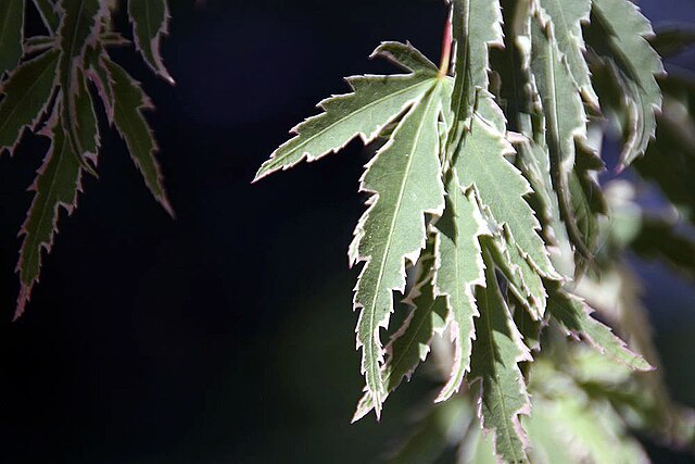 the plant broker